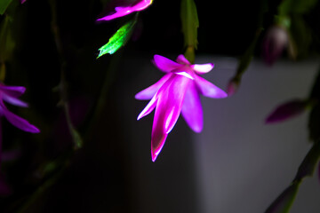 Fototapeta na wymiar Beautiful red and pink blossoming Schlumbergera christmas cactus flower at night.