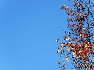 Red maple leaves against a dull blue sky, looking up. Autumn concept. Ideas for a screensaver or...