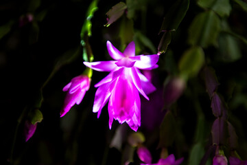 Beautiful red and pink blossoming Schlumbergera christmas cactus flower at night.