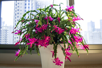Beautiful red and pink blossoming Schlumbergera christmas cactus flower.