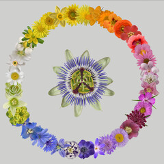 Blütenkranz mit Blauer Passionsblume (Passiflora caerulea) 