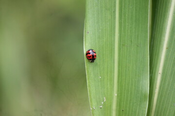 Coccinellidae