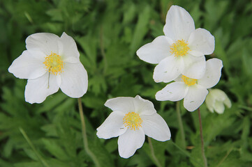 Group of amazing flowers with snow-white petals and light yellow stamens.