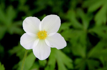 Top view on a beautiful gentle flower with white transparent petals and light yellow stamens.