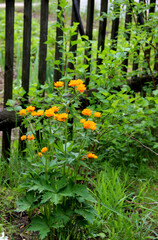 A bunch of bright golden flowers surrounded by green leaves and grass on the fence background.
