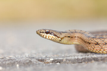 Culebra lisa europea (Coronella austriaca), sobre la roca.