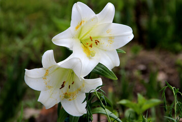 Two lovely white-snow flowers one under another. White petals with yellow pollen and red stamens.