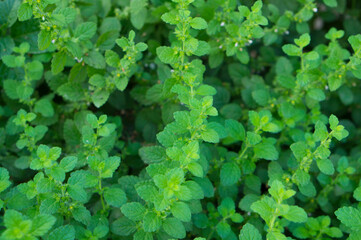 Fototapeta na wymiar Green leaves as a background, texture of natural leaves. Lemon balm leaves