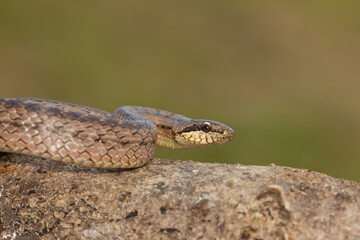 Culebra lisa europea (Coronella austriaca), serpiente sobre la roca con fondo verde, Vigo, España.