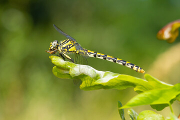 Gomphus pulchellus, Western clubtail, dragonfly perched on the leaf with green background, Vigo, Pontevedra.