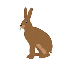 Hare Illustration