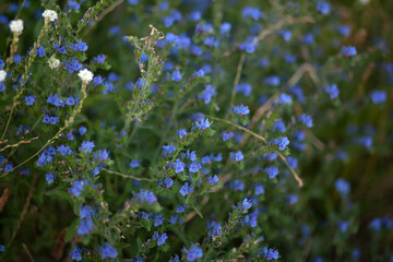 
Floral background - blue small flowers