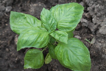 Albahaca