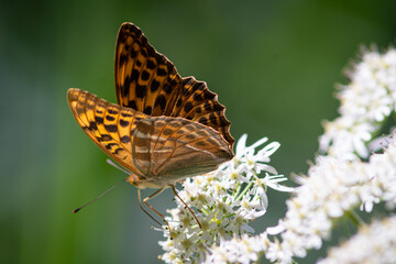 Beautiful summer butterflies on flowers and leaves