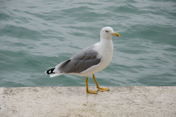 Fototapeta na wymiar Seagull fauna bird closeup photography 