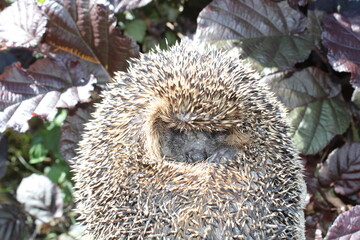 Schlafender Igel