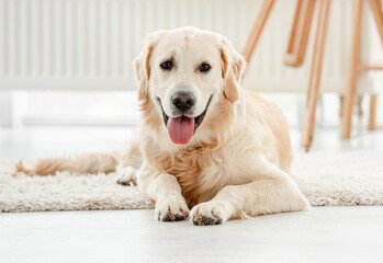 Cute dog sitting in light room