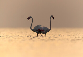 Greater Flamingos during sunrise at  Asker coast, Bahrain