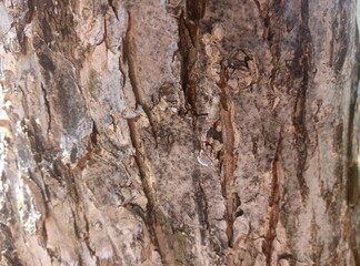 bark of tree