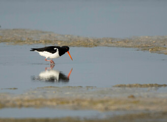 Oystercatcher feeding  at Busaiteen coast, Bahrain