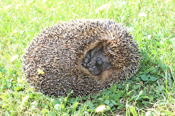 Schlafender Igel in der Wiese
