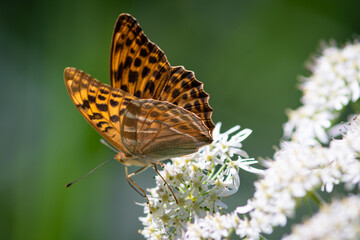 Fototapeta na wymiar Beautiful summer butterflies on flowers and leaves
