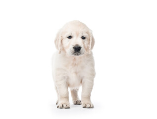 Golden retriever puppy standing isolated