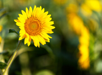 Yellow and lush Agricultural fields of sunflowers on sunny morning. Vojvodina, Serbia, Europe