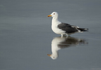 Great Black-backed Gull and reflection on water, Bahrain