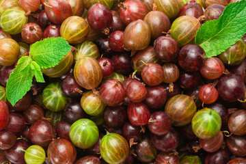 Gooseberry  as a background. Top view.