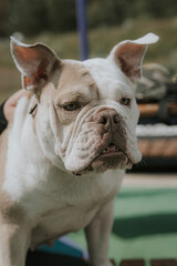Obraz premium english bulldog puppy