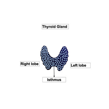 Thyroid gland front view on white background. Human body organ anatomy icon with description. Medical concept. Isolated vector illustration.
