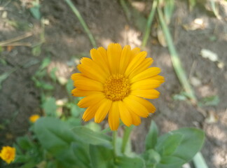 yellow flower on the green background
