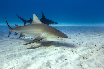 Bull shark in caribbean sea