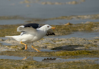 Great Black-backed Gull at Busaiteen coast, Bahrain