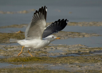 Great Black-backed Gull takeoff at Busaiteen coast, Bahrain