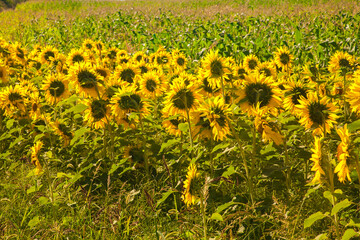 Obraz premium Sunflowers at peak bloom form a colorful border around a corn field.