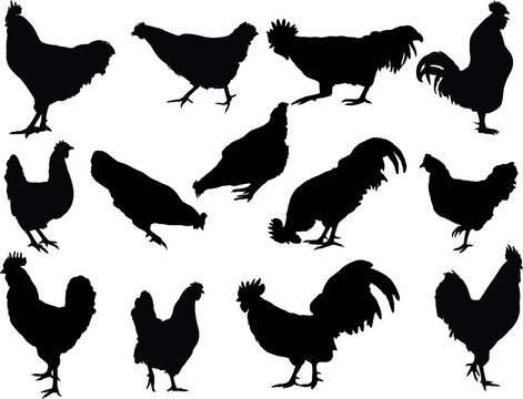 set of farm animals, Hen and Rooster silhouettes