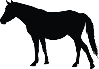 Horse silhouette isolated on white background. Vector illustration