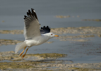 Great Black-backed Gull takeoff at Busaiteen beach, Bahrain