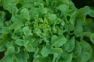  inflorescence of green young lettuce in raindrops