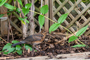 Juvenile blackbird, turdus merula, perched on wooden fence
