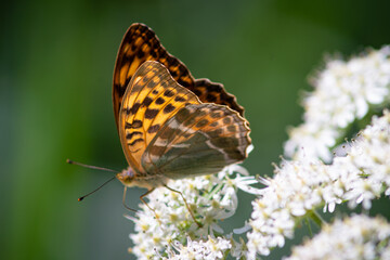 Beautiful summer butterflies on flowers and leaves
