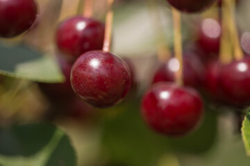 Wiśniowy sad. © boguslavus