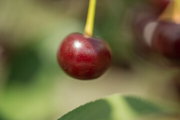 Wiśniowy sad. © boguslavus