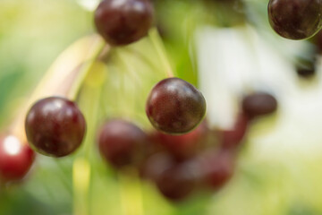 Wiśniowy sad. © boguslavus