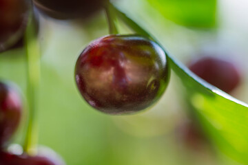 Wiśniowy sad. © boguslavus