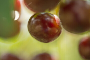 Wiśniowy sad. © boguslavus