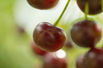 Wiśniowy sad. © boguslavus