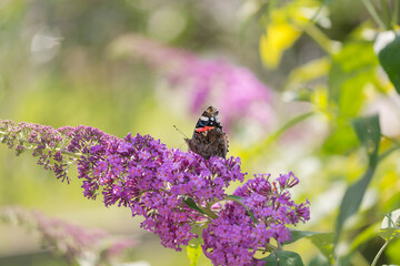 Motyl spijający nektar z kwiatów krzewu Budleja Dawida.